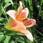 liliya-ot-gibrid-zelmira
