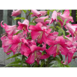liliya-robina-2