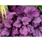 гейхера Wild Rose по низкой цене в NetGreen.