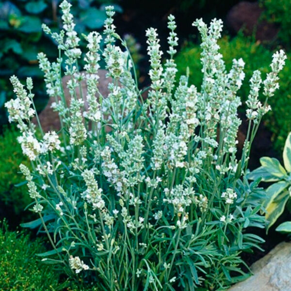 lavanda-alba