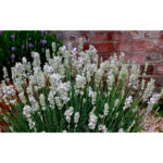 lavanda-alba1