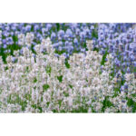 lavanda-alba2