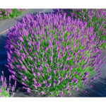 lavanda-hidcote