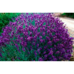lavanda-hidcote1