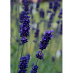 lavanda-hidcote2