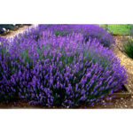 lavanda-hidcote3