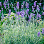 lavanda-platinum-blonde
