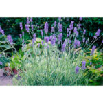 lavanda-platinum-blonde1