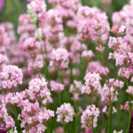 lavanda-rosea