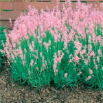 lavanda-rosea1