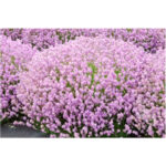 lavanda-rosea2