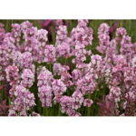 lavanda-rosea3