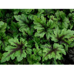 tiarella-neon-light