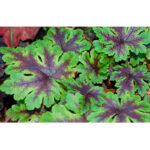 tiarella-neon-light1