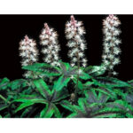 tiarella-neon-light2
