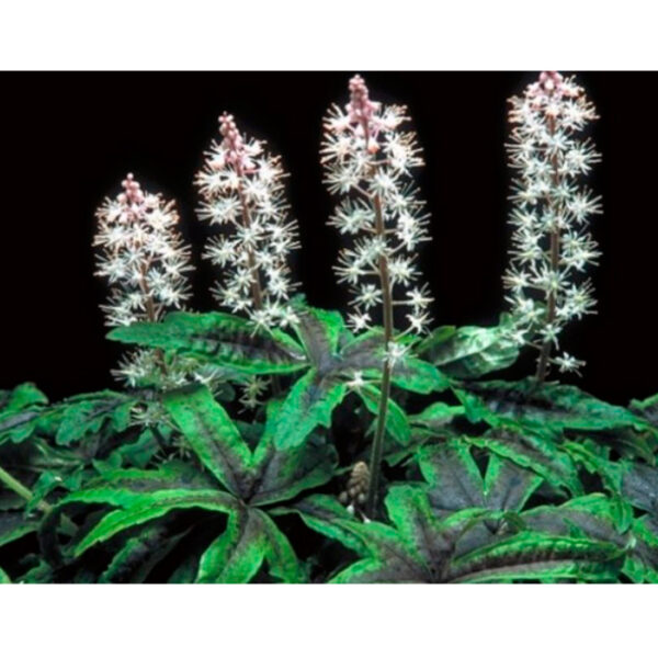 tiarella-neon-light2