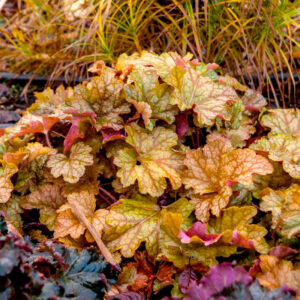 Разноцветная гейхера Americano