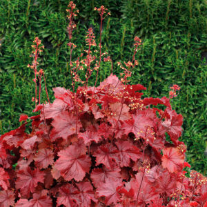 Northern Exposure Red. Купить растение для сада