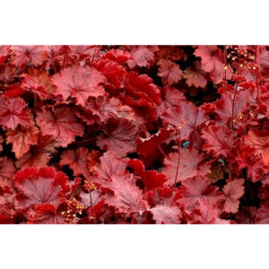 Northern Exposure Red в Украине
