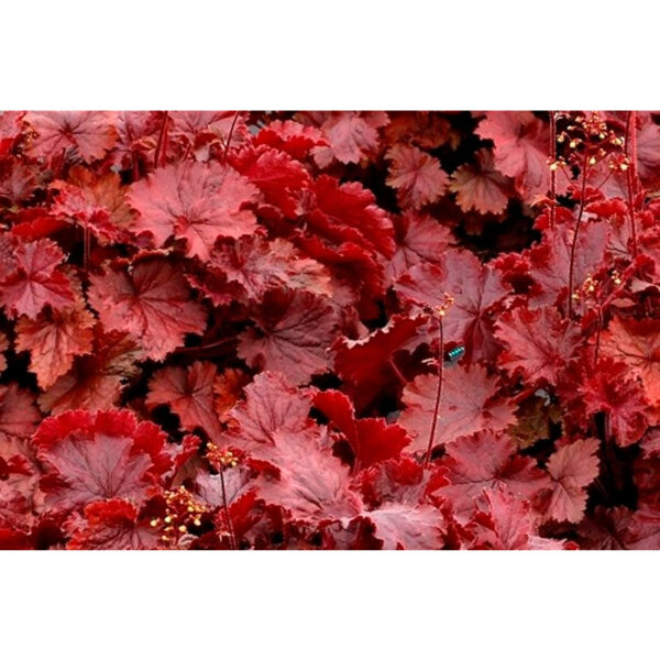 Northern Exposure Red в Украине
