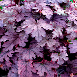 Гейхерелла Plum Cascade купить