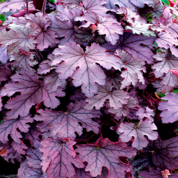 Гейхерелла Plum Cascade Гейхерелла Plum Cascade купить