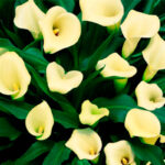 Калла Zantedeschia Mint Julep