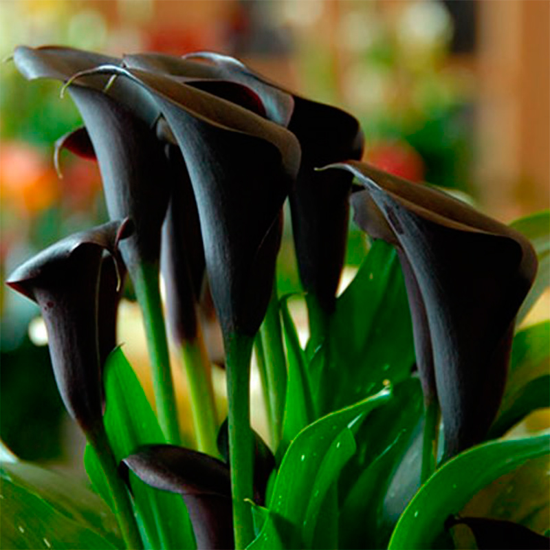 Калла Zantedeschia Odessa