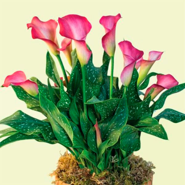 Калла Zantedeschia Pepermint Twis Купить Pepermint Twis