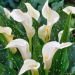 Калла Zantedeschia White Flirt