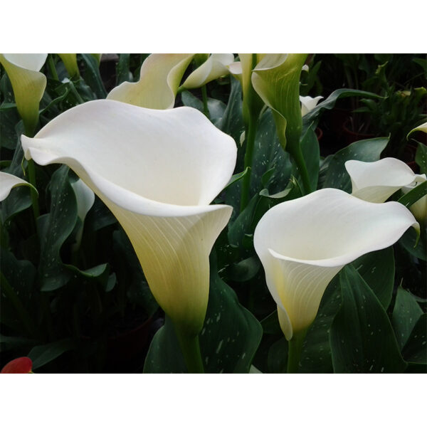 Калла Zantedeschia White Flirt дешево