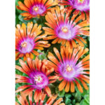 Делосперма Sundella Apricot купить недорого
