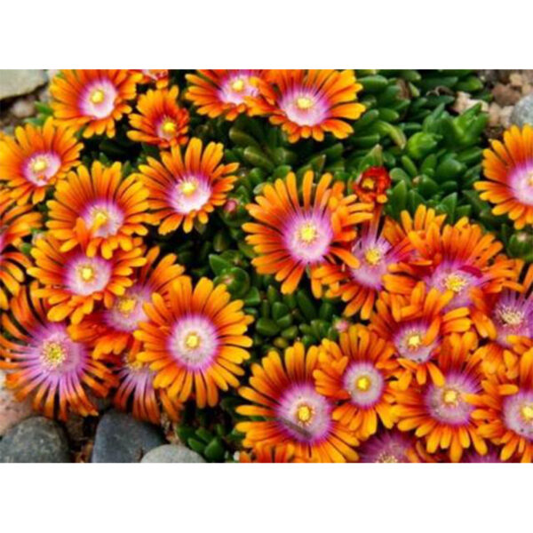 Делосперма Sundella Apricot купить