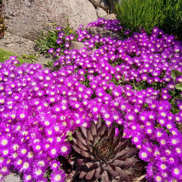 делосперма (Delosperma) Sundella Neon в Украине