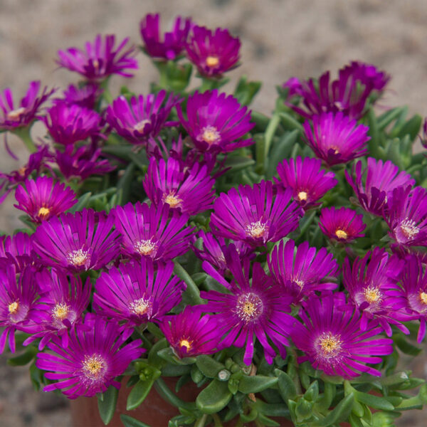 делосперма (Delosperma) Sundella Neon делосперма (Delosperma) Sundella Neon недорого