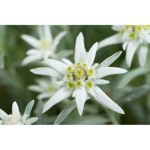 Эдельвейс May Snow купить Эдельвейс May Snow