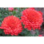 khrizantema-koka