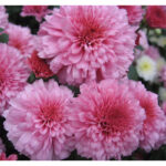 khrizantema-molfetta-pink