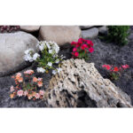 Левизия (Lewisia) cotyledon Elise MIX недорого по всей Украине