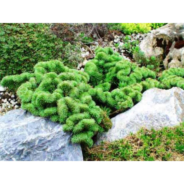 Очиток Cristatum (Кристатум) купить