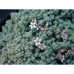 Купить по низкой цене очиток (седум) Opaline