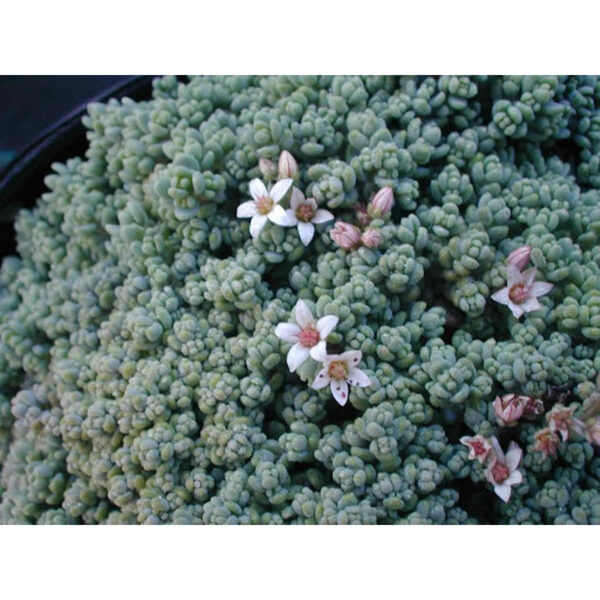Купить по низкой цене очиток (седум) Opaline