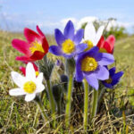 Купить Сон-трава (прострел) Pulsatilla в Украине