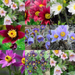 прострел Pulsatilla