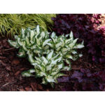hosta-amazone-1