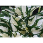 hosta-amazone-2