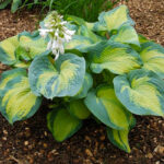 hosta-color-glory