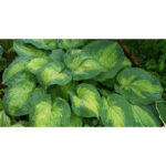 hosta-color-glory1