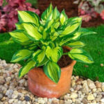 hosta-colored-hulk