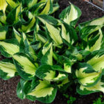 hosta-colored-hulk2